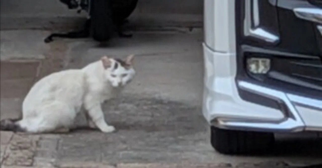 Q: Why does the stray cat problem persist even though rescue cat ...