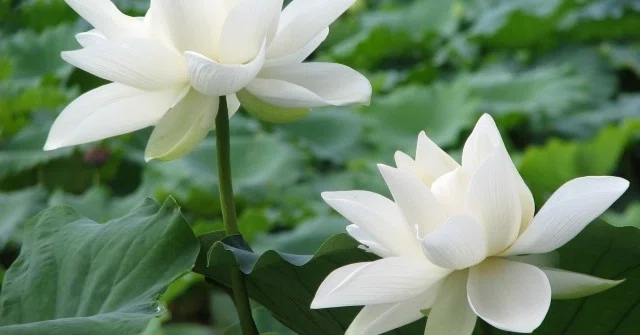 週末投稿 つれづれ有用植物 37 ハス科 ハス属 ハス Pingubanana Note