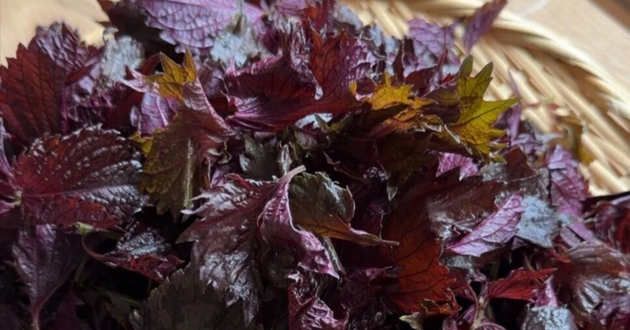Early Summer Handiwork: Red Shiso Edition｜神楽坂発酵美人堂 清水紫織