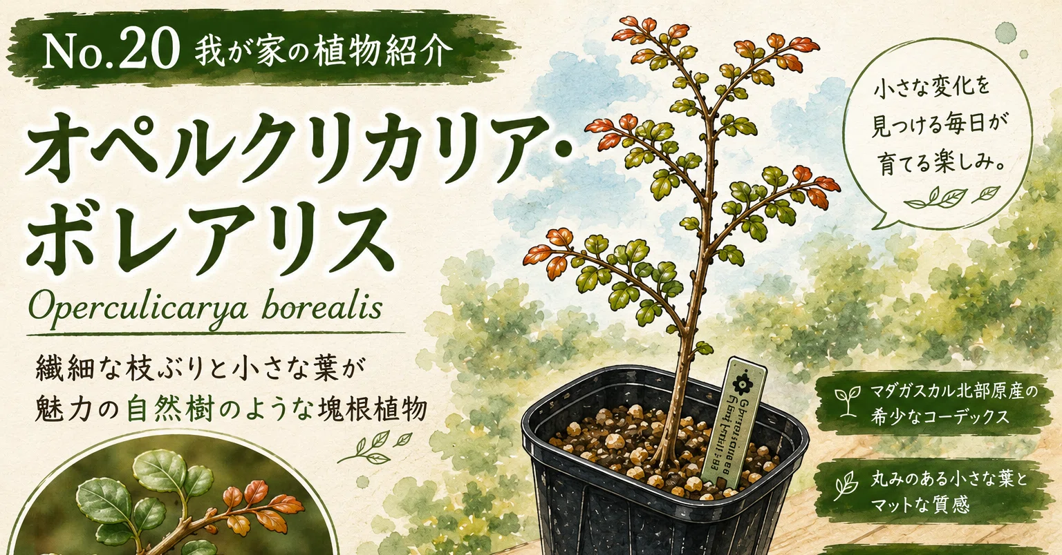 No.20 我が家の植物紹介「オペルクリカリア・ボレアリス:Operculicarya