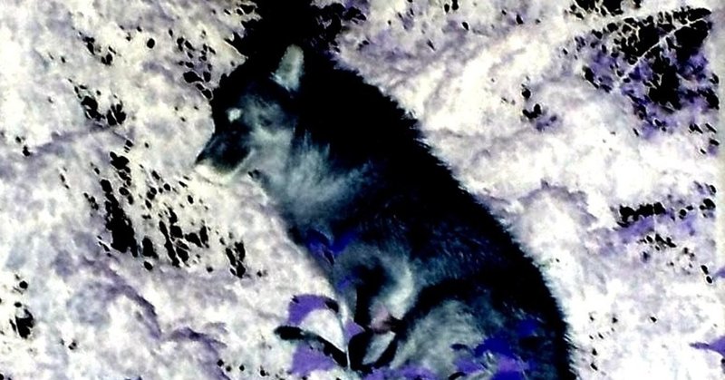 人狼ゲーム 騙り