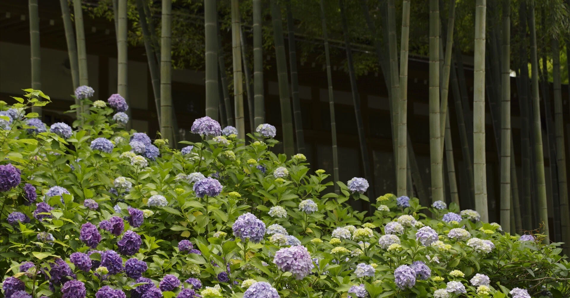写真30枚】鎌倉の紫陽花を撮る｜The Shadegraph