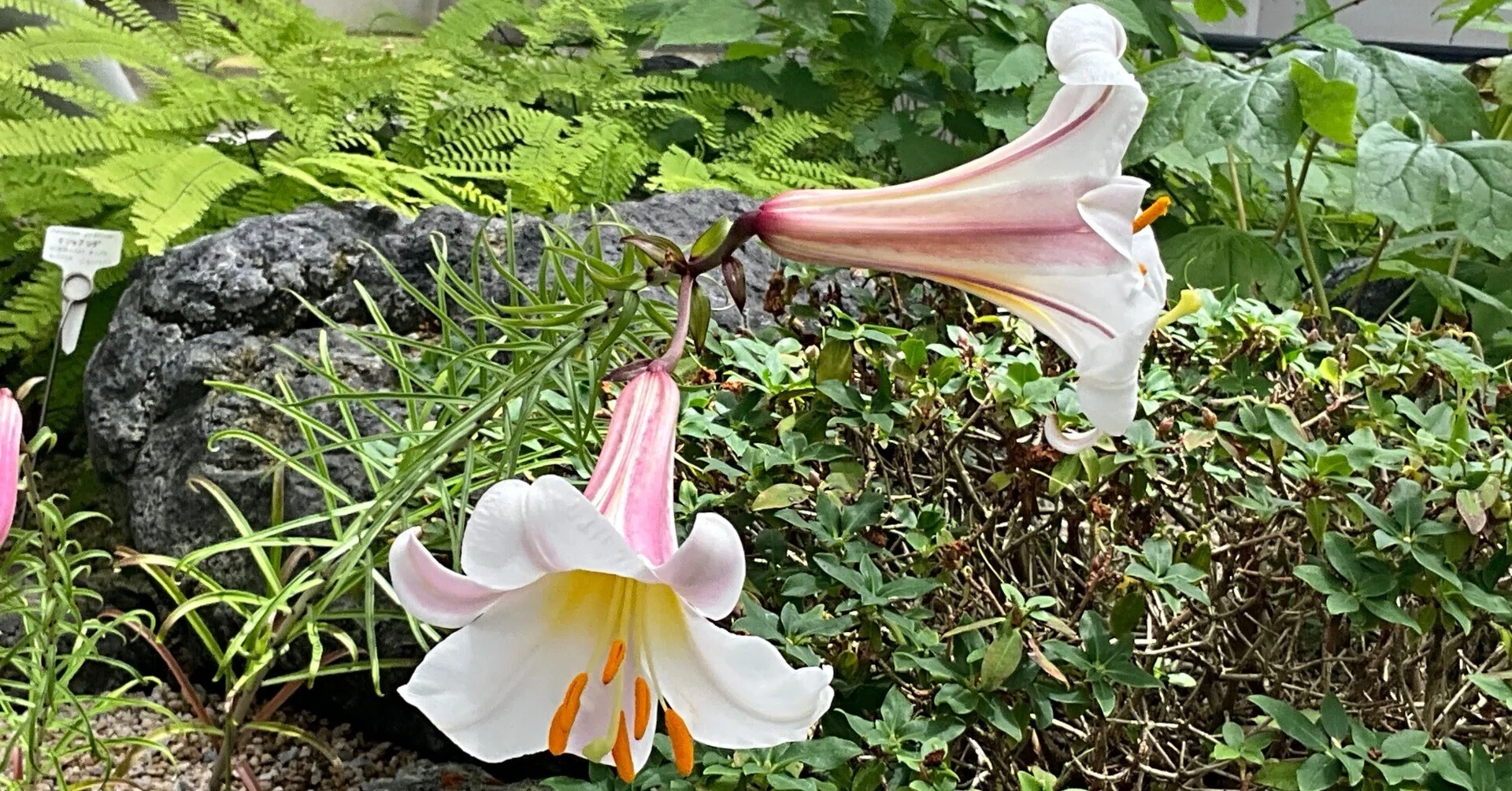 リーガルリリー（京都府立植物園）：2026年6月24日（水）｜藤井秀昭