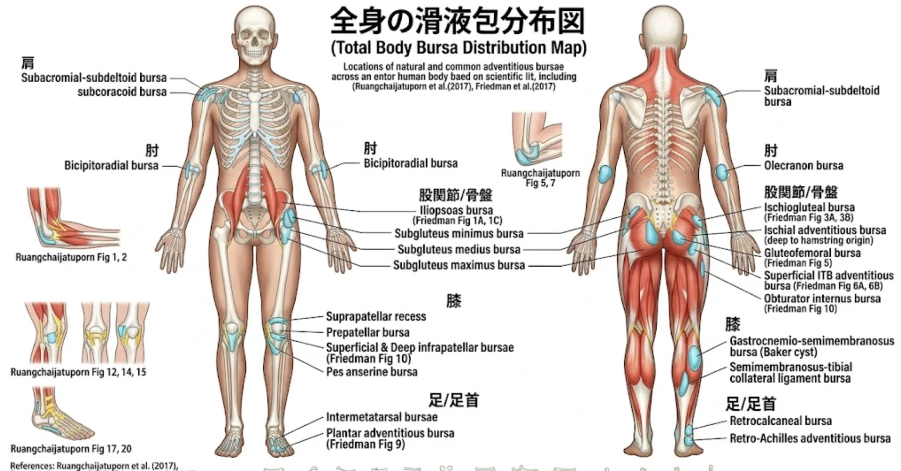 リウマチ性多発筋痛症 リハビリスタッフ用｜TAKENOUCHI M.D.