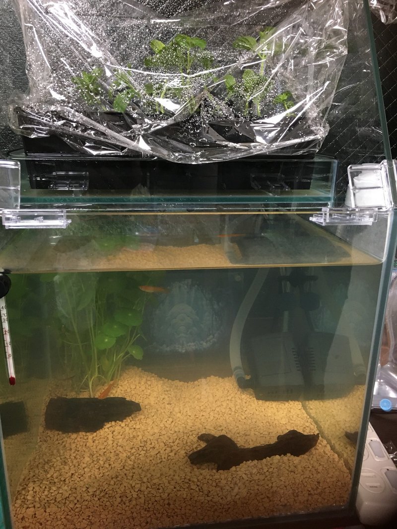 No 2 落ち着いてきたメダカ 落ち付かない人間 アクアポニックス 水槽初心者 Note