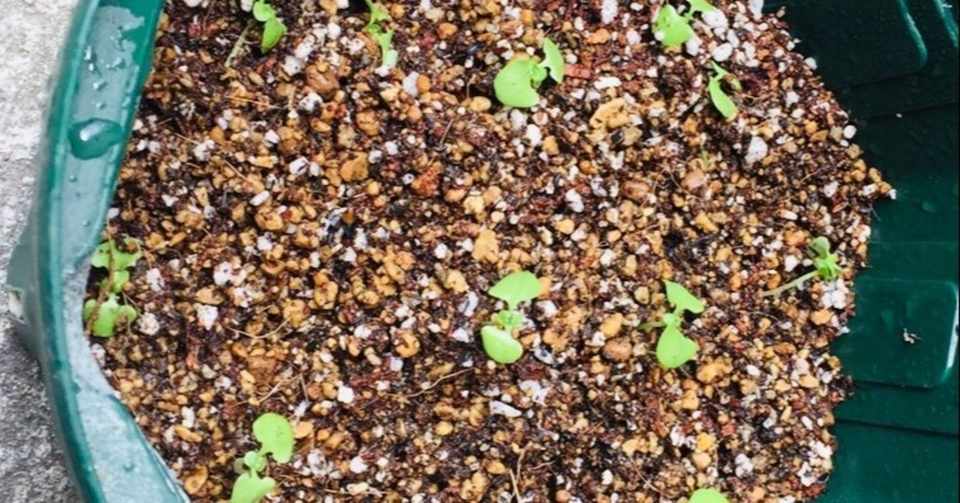 徒長したバジルの双葉 坂本雅 Note