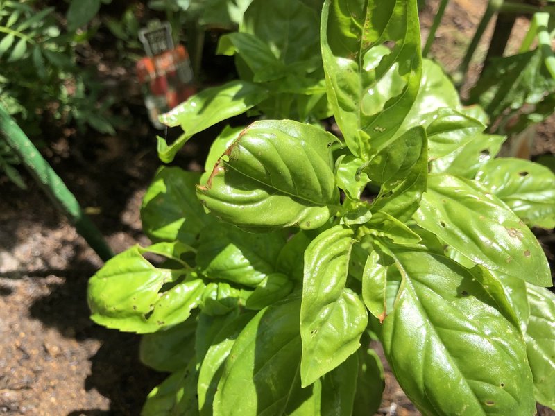 初めての野菜づくり 野菜たちの様子 5weeks ぱんつちゃん Note 初めての野菜づくり 野菜たちの様子 5weeks ぱんつちゃん Note
