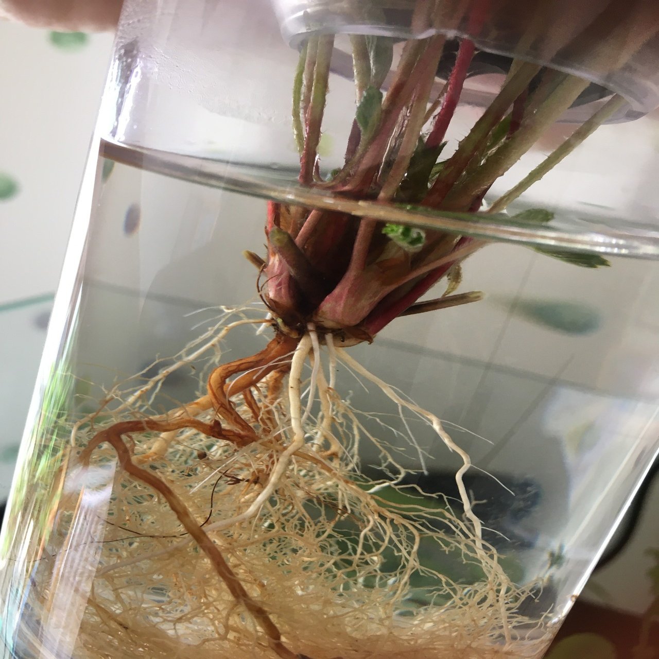 No 3 植物 水槽初心者 Note