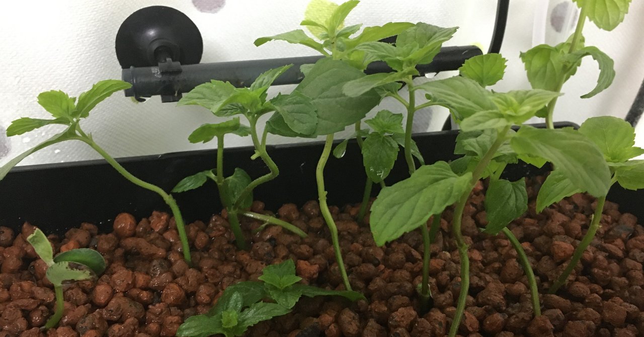 No 3 植物 アクアポニックス 水槽初心者 Note