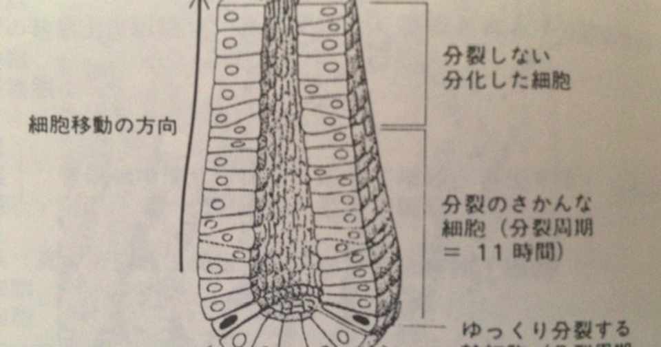 サブカル大蔵経126 新井康允 人間の生物学 放送大学教育振興会