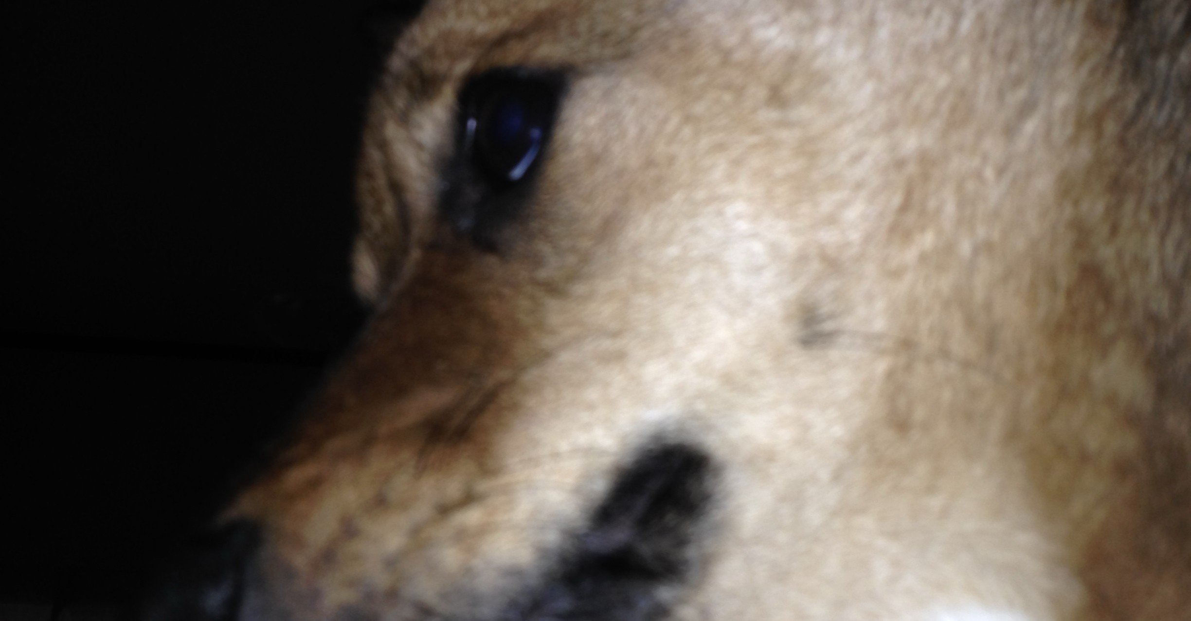 犬を飼うって大変 ポン太と翡翠とネェネ Note 犬を飼うって大変 ポン太と翡翠とネェネ Note