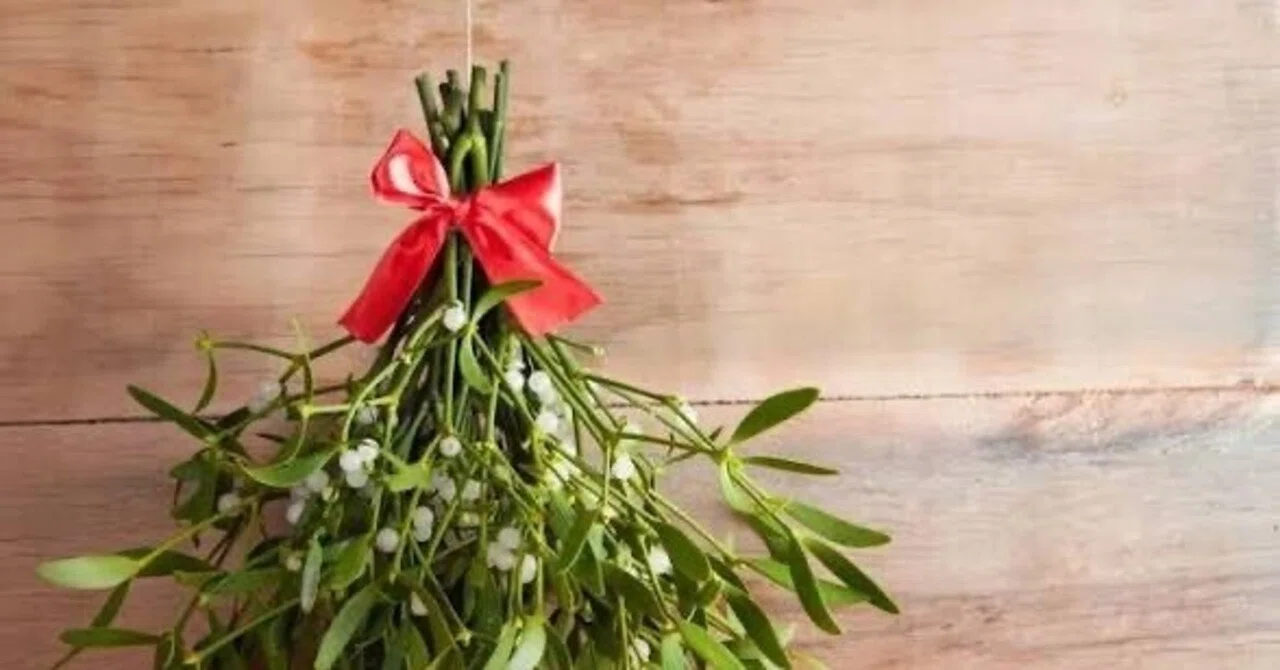 No.356 mistletoe｜English Freak