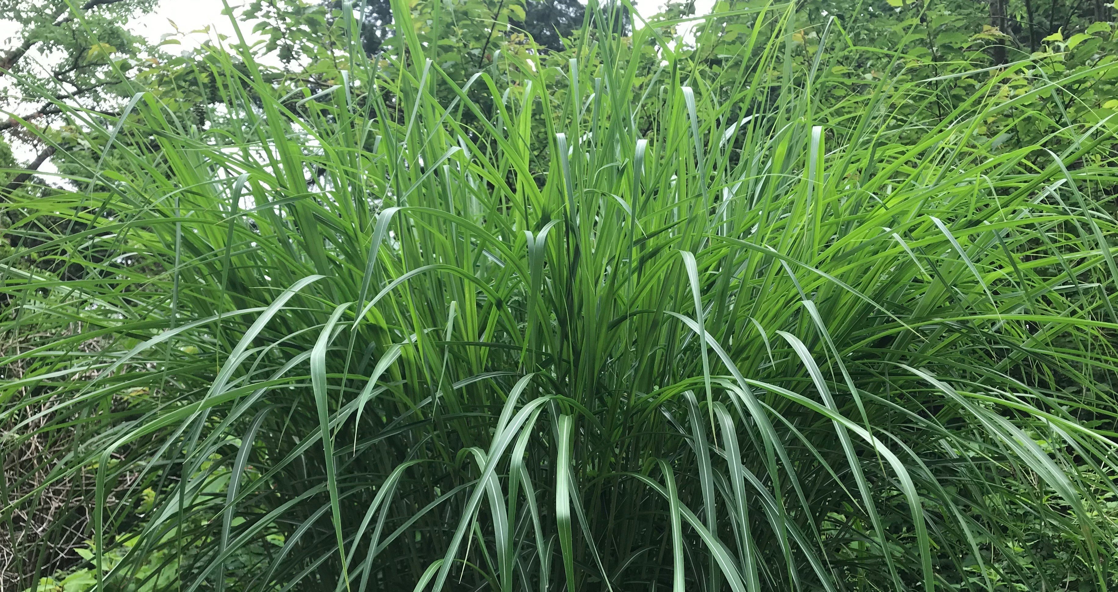 ピエール瀧（電気グルーヴ）｜note