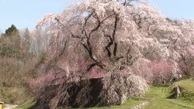 又兵衛桜