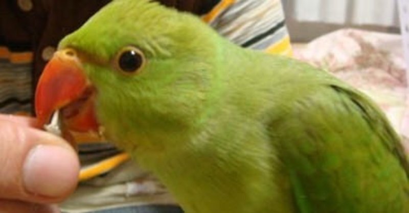 わさびっちょとの出会い 完結 わさびっちょの飼い主 Note