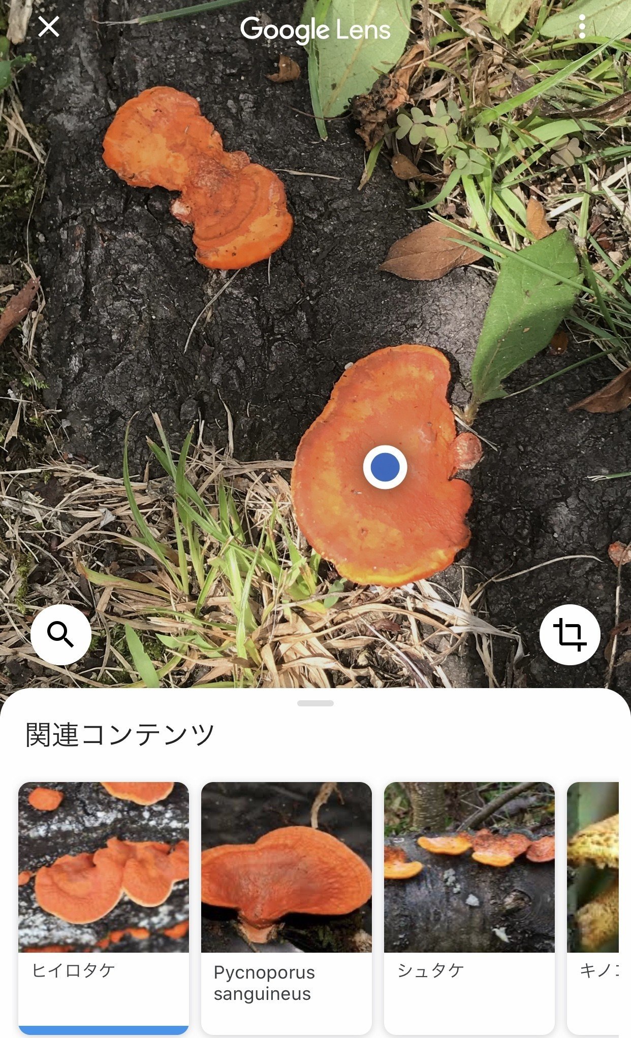 子供らと公園に行ったらミカンの皮が落ちてた と思ったらキノコ 下の子 お父さん これ何のキノコ 僕 これはね カシャッ ヒイロタケやね 下の子 お父さん スゲー Googleさんのお ねずみ Note 子供らと公園に行ったらミカンの皮が落ちてた と思ったらキノコ 下の子 お父さん これ何のキノコ 僕 これはね カシャッ ヒイロタケやね 下の子 お父さん スゲー Googleさんのお ねずみ Note