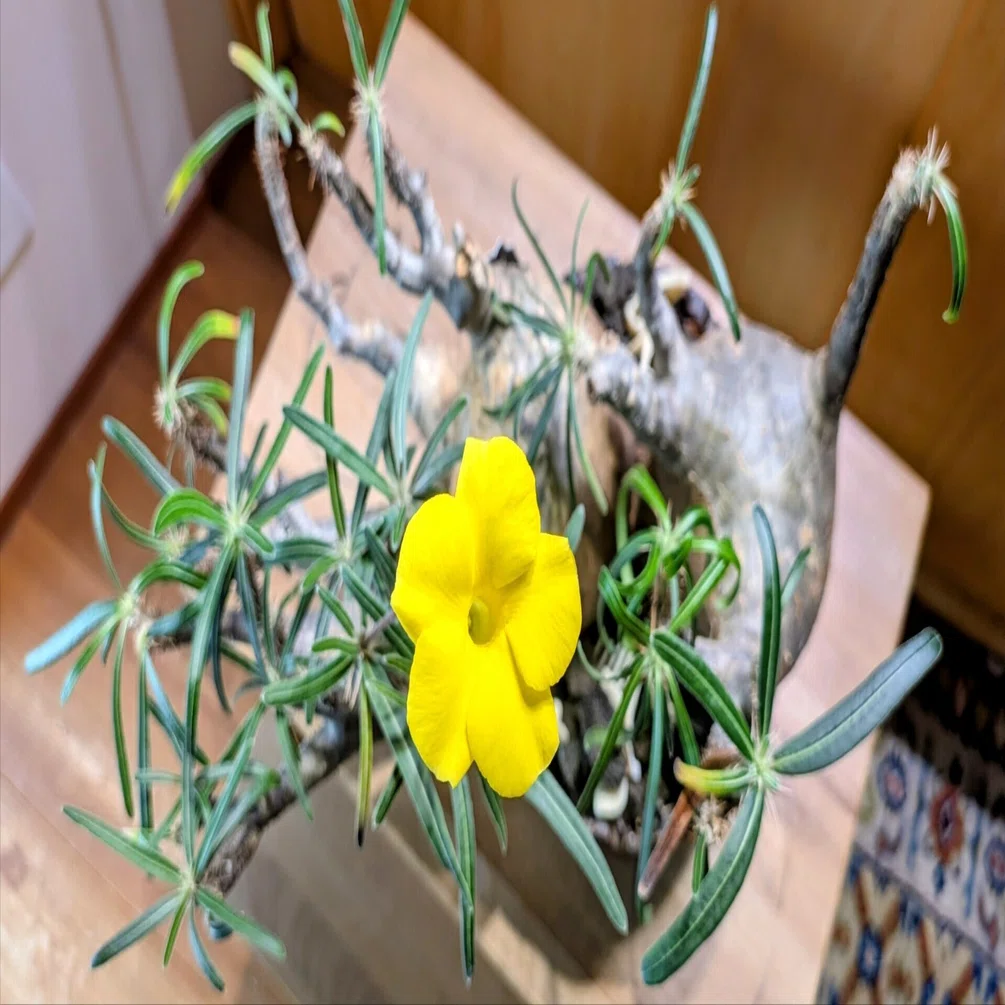 珍奇植物【ビザールプランツ】の世界 - その7｜テクスピン ｜ 化繊x 