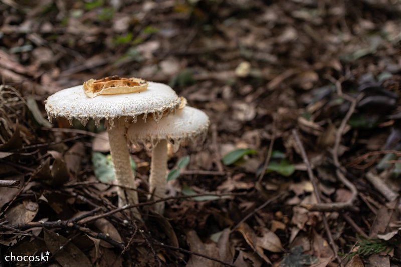 ぼろを着た幽霊 シロテングタケ ちょこすき きのこ Note