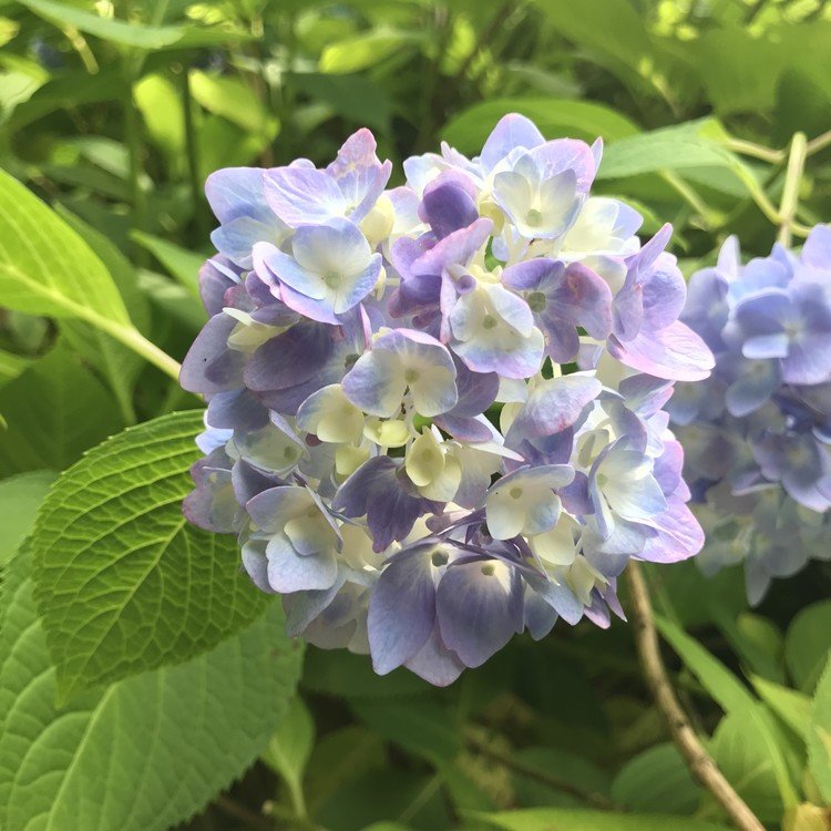 白紫の紫陽花