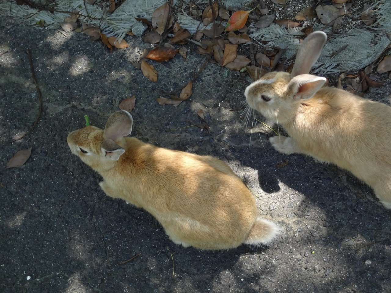 Tabamiのうさぎ写真展 その2 Tabami Note Tabamiのうさぎ写真展 その2 Tabami Note