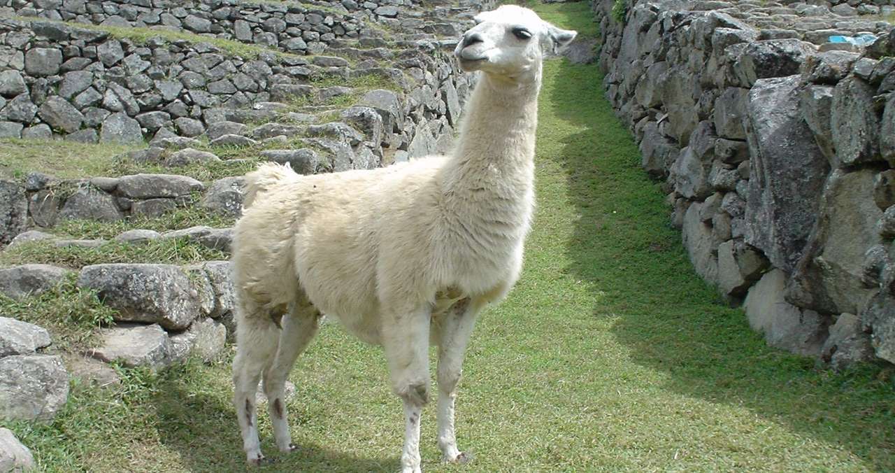 アルパカ ペルー ちる 海外の旅が好き Note