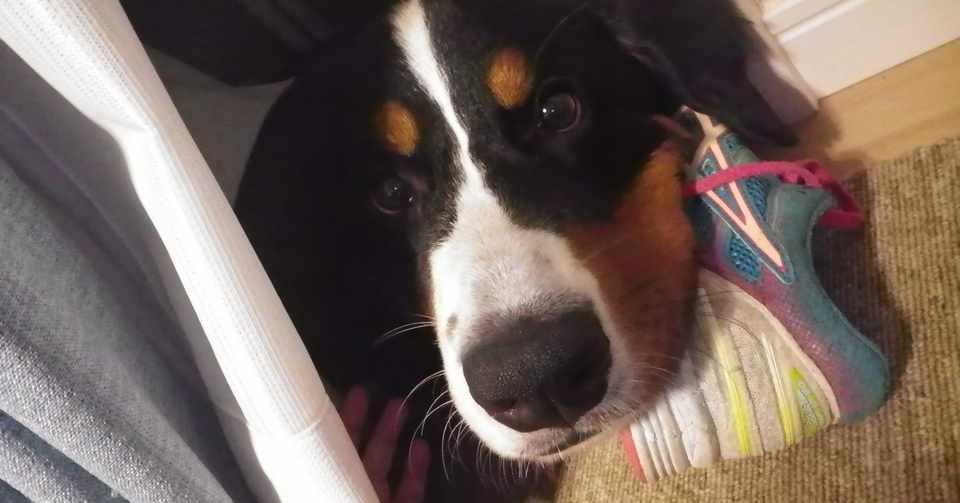 犬の名前を付けて思った 自分の名前も大切にしよう こなき屋 Note
