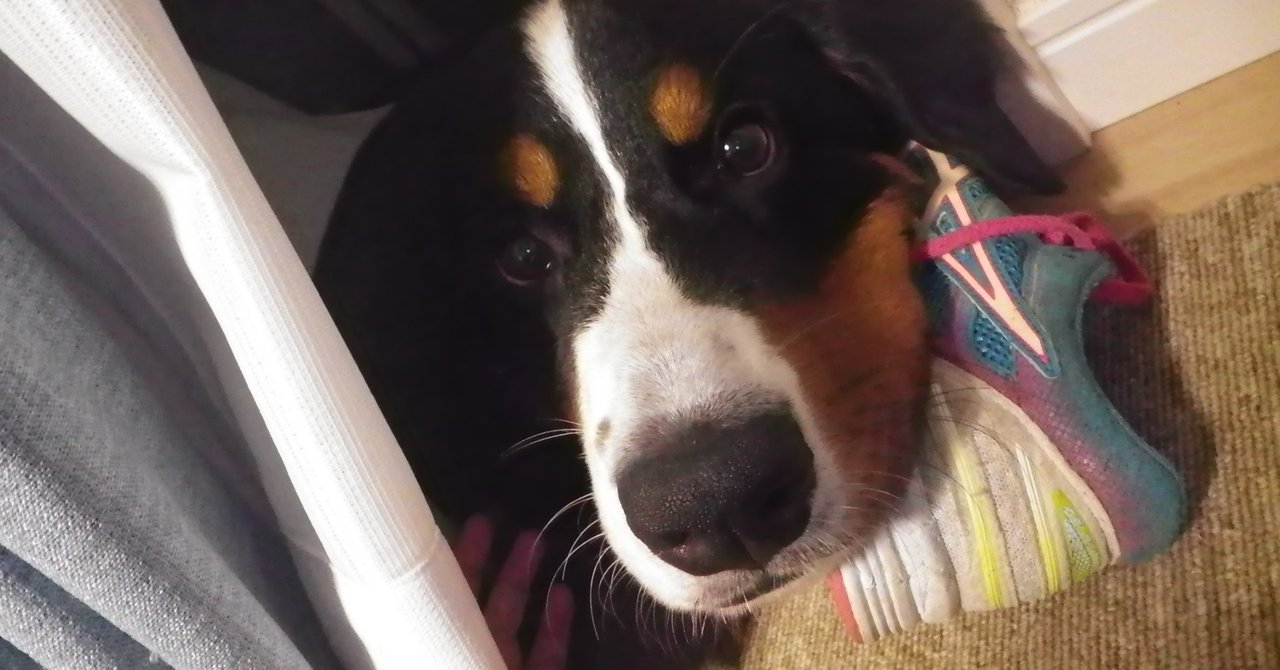 犬の名前を付けて思った 自分の名前も大切にしよう こなき屋 Note
