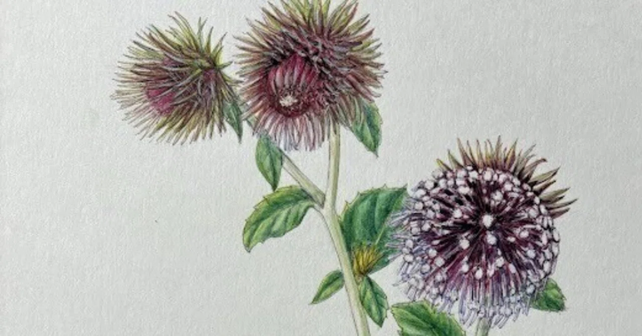 【限定品】 Fujico 矢車草　ボタニカルアート　植物画　美術品 植物画・ボタニカルアート】不思議な佇まいのオヤマボクチ｜かりあ