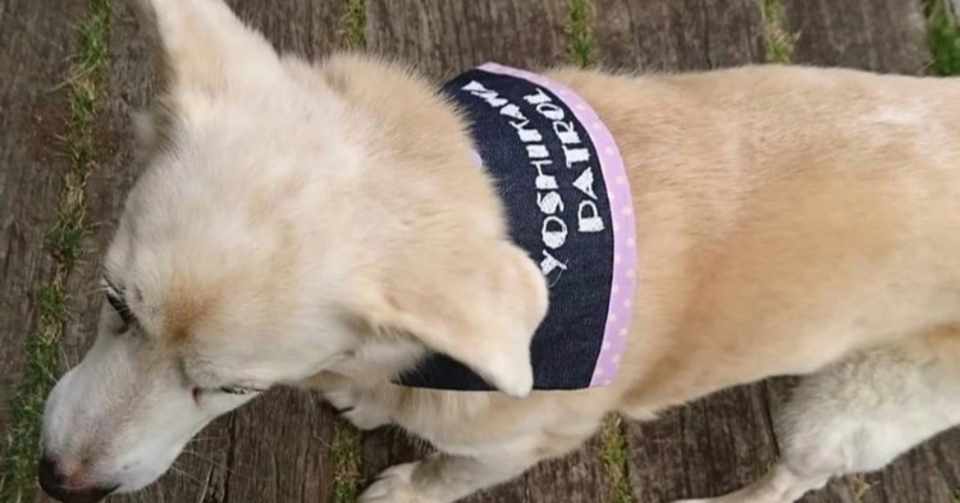 パトロールわんちゃん 石井亮英 Note