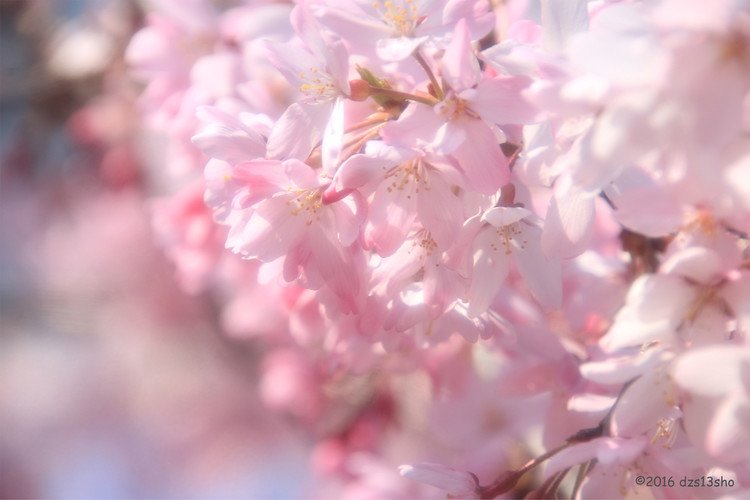 気分が落ち込んでたので、桜の写真でリフレッシュw