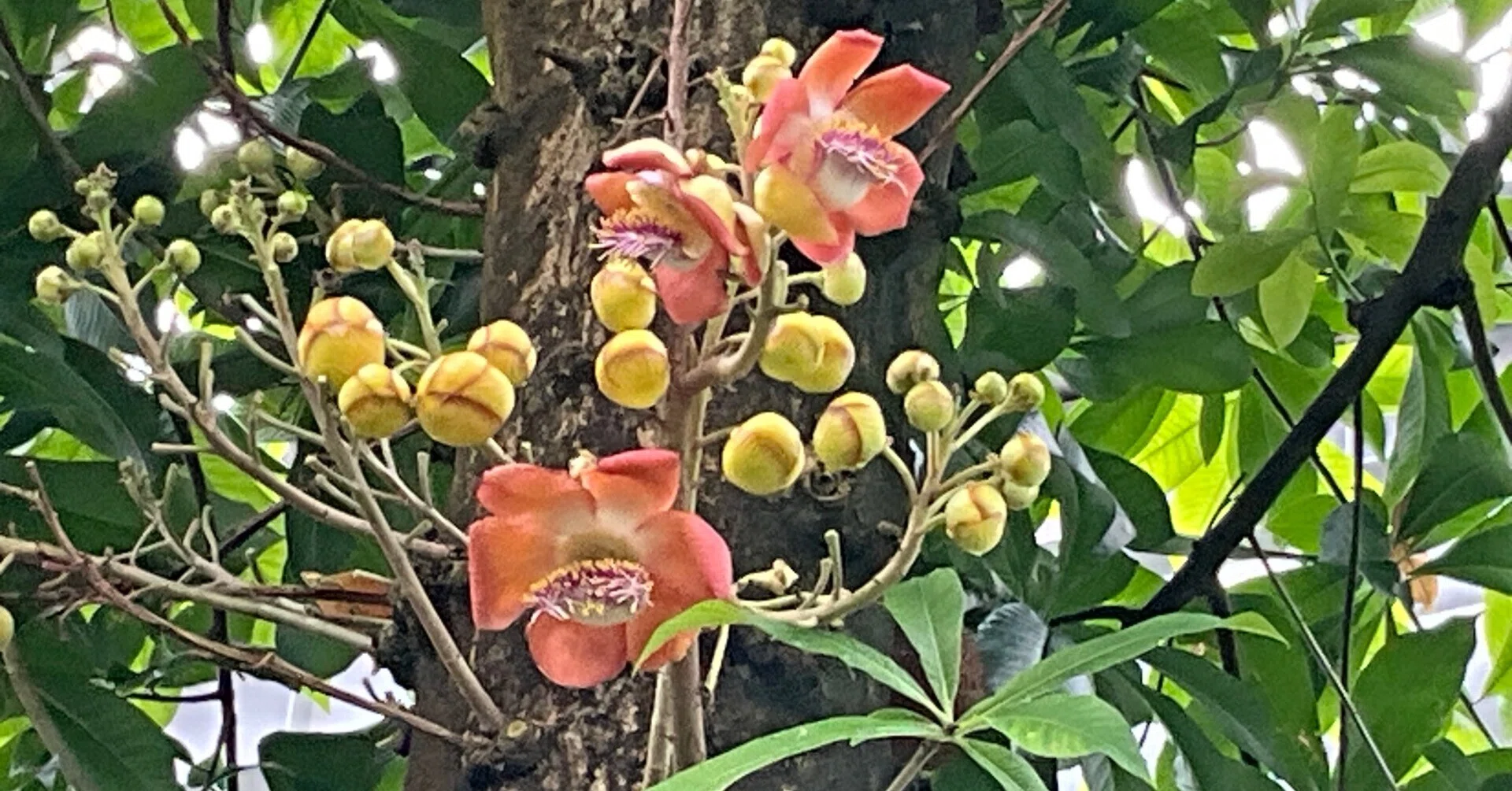 ホウガンノキ（京都府立植物園）：2026年6月22日（月）｜藤井秀昭