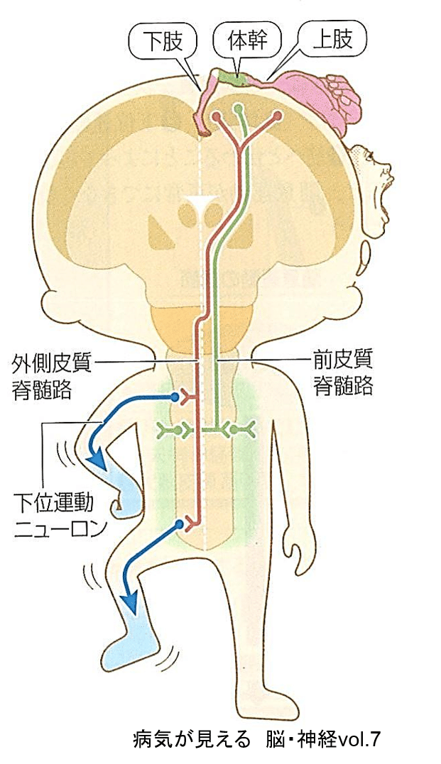 錐体路