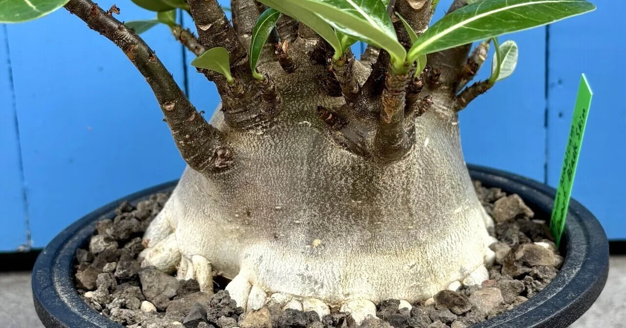 アデニウム|アラビカム|しげるBLACK ｜cova 塊根植物に沼った美容師の