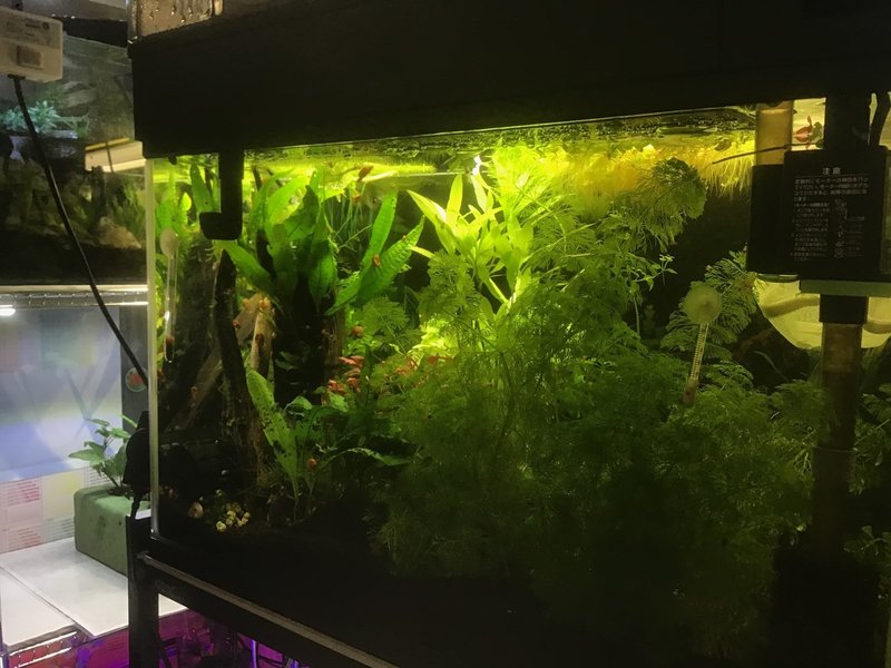 三週間で浮き草がすごいことになってた ゆーいちの水槽部屋 Note