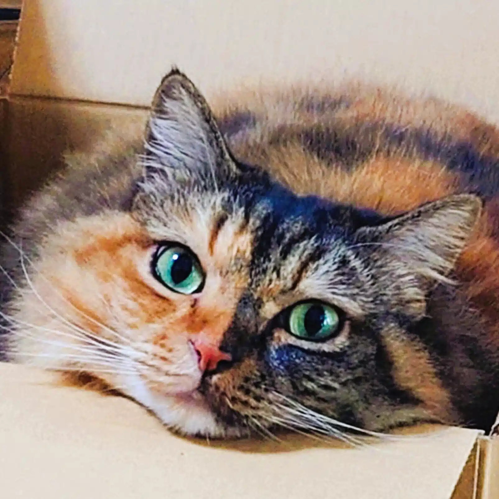 🌱 ミイミイふぁーむ