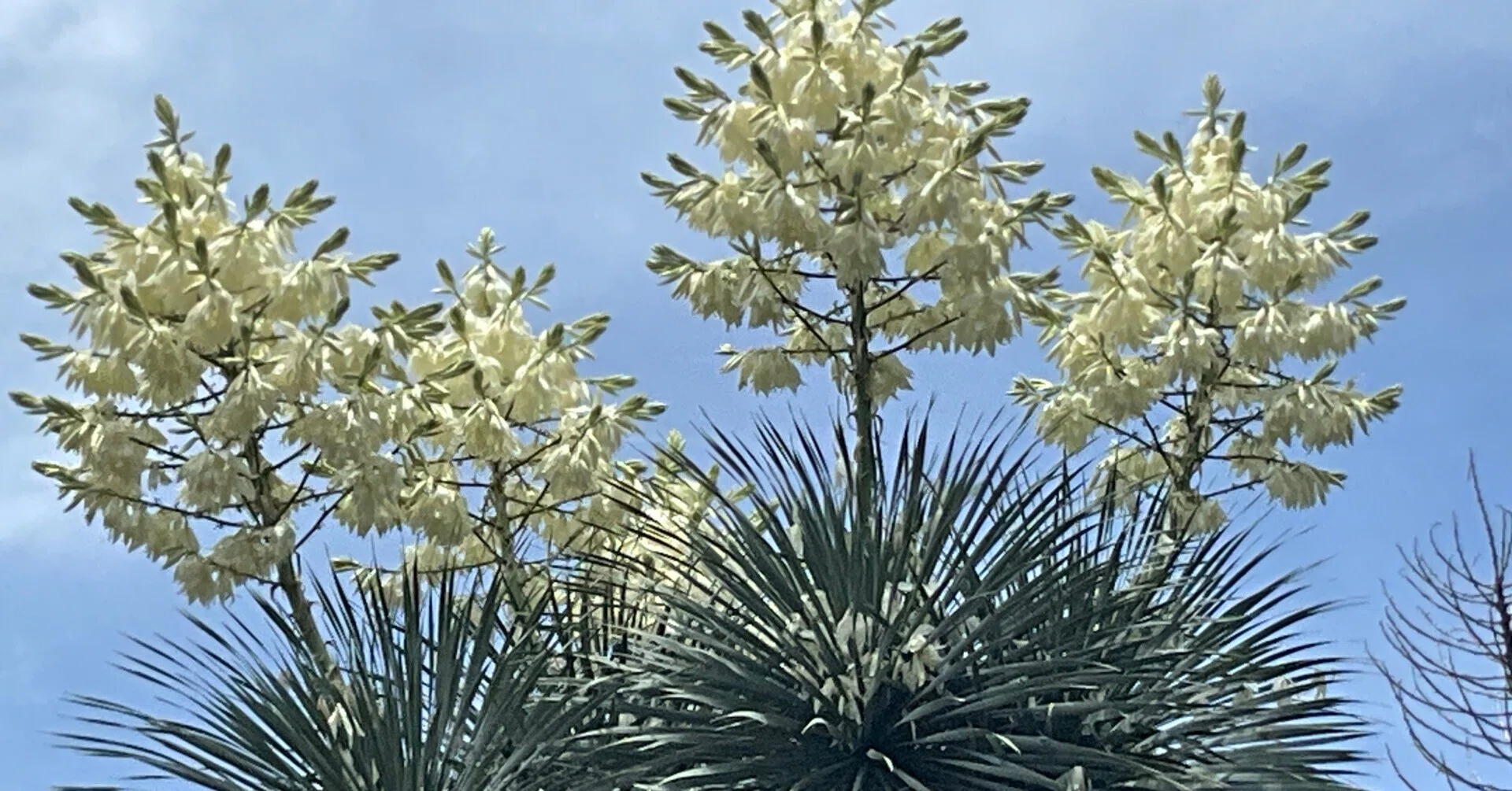 ユッカ・ロストラタ（京都府立植物園）：2026年6月20日（土）｜藤井