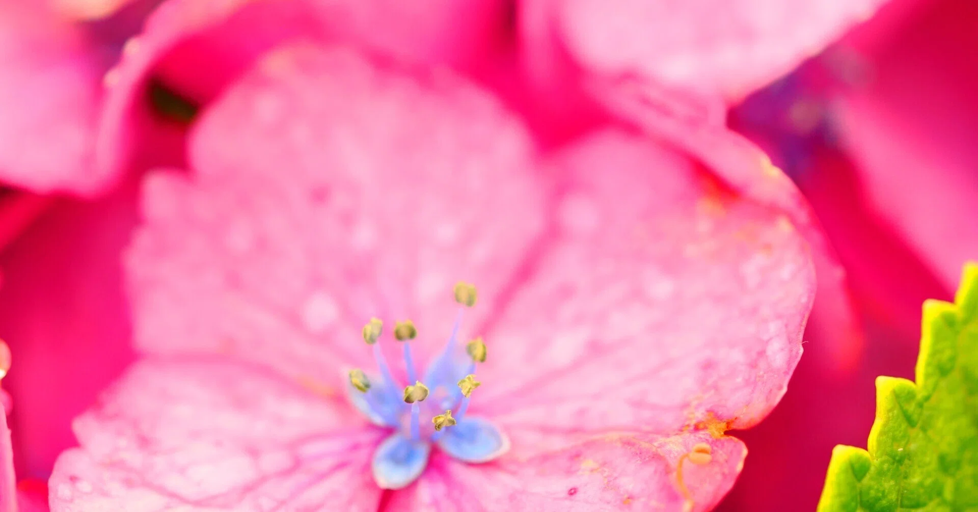 花の写真39｜紫陽花をマクロレンズで撮る(イシックス馬入のお花畑