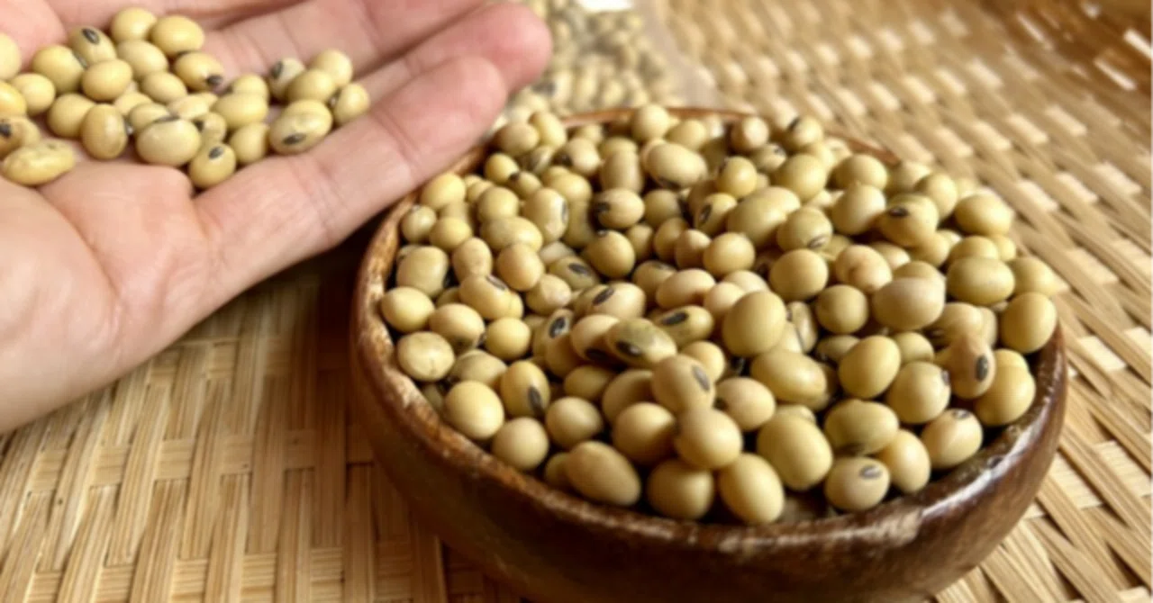 八天狗豆：珍しい熊本生まれの大豆｜古川恭祐