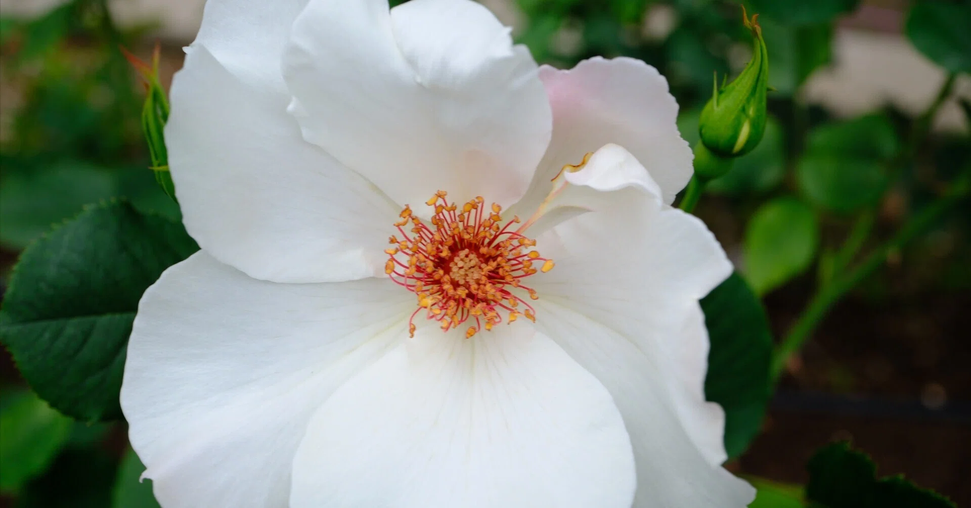 【美品状態】薔薇(バラ)のスクリーン　パーティションヨーロピアン・新生活・白家具 📷X-T30III × 🌹Nakanoshima Rose Garden | 🇺🇸White Wings｜ぱぽ