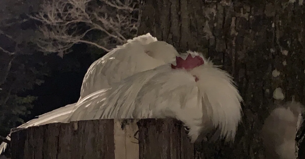 èŠåºãç»å