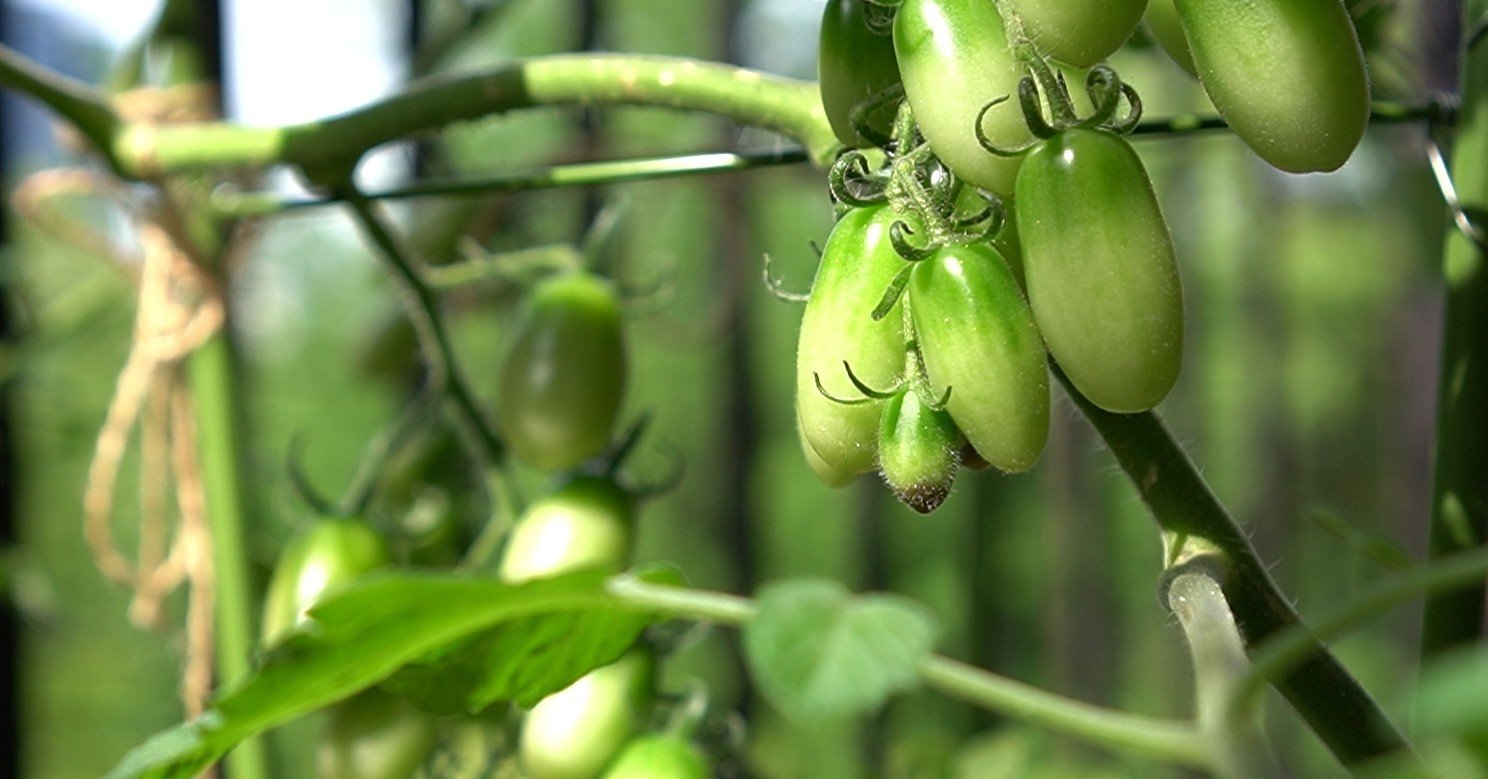 ミニトマトの尻腐れ果と下葉かき うつ畑 Note ミニトマトの尻腐れ果と下葉かき うつ畑 Note