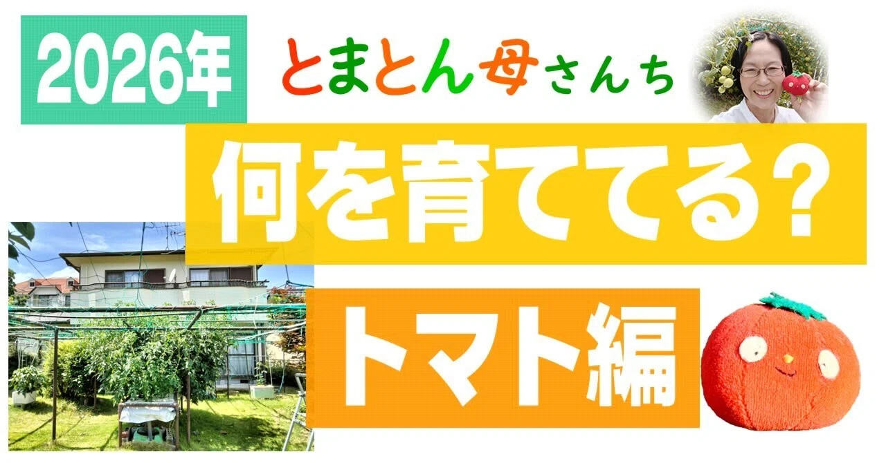 食品 【当日朝採り】甘さが弾けるミニトマト！クリーンなハウス水耕