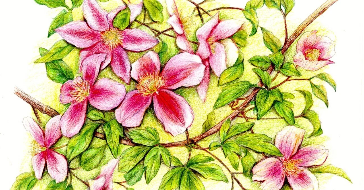 日本画　クレマチス クレマチス 日本 画 クレマチス アオ -