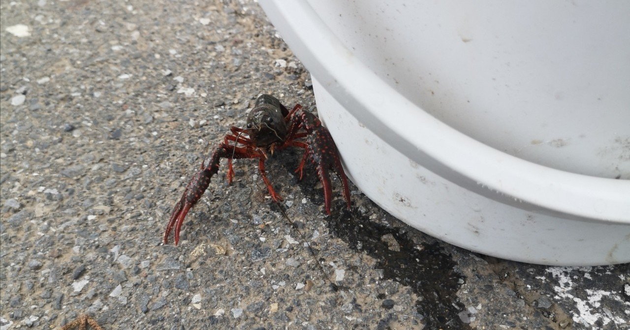 素材は割り箸 毛糸 クリップでザリガニと対決 シノさんの360 育自日記 数秘と料理と子育てと Note 素材は割り箸 毛糸 クリップでザリガニと対決 シノさんの360 育自日記 数秘と料理と子育てと Note