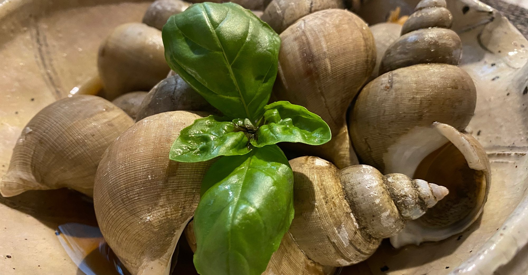 バイ貝の毒抜き調理をしてみた Noriaki Kawanishi 田舎暮らしデザイナー Note バイ貝の毒抜き調理をしてみた Noriaki Kawanishi 田舎暮らしデザイナー Note