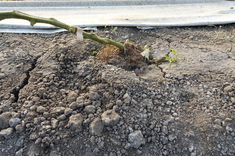 農業用タイベックの使用事例 Gen San Note