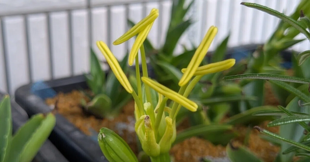 驚きの発見！腰水管理中のアガベ（高苗）に可愛いお花が咲きました｜島