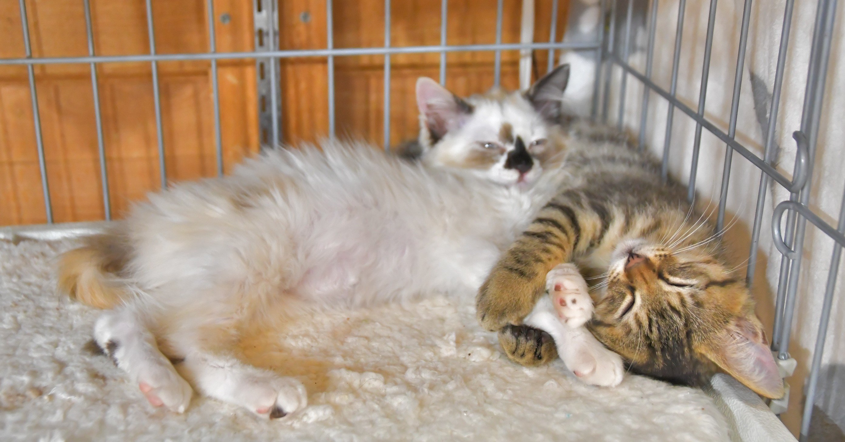 にゃんだん邸】美人ママ猫と3子にゃん｜かにゃぴー