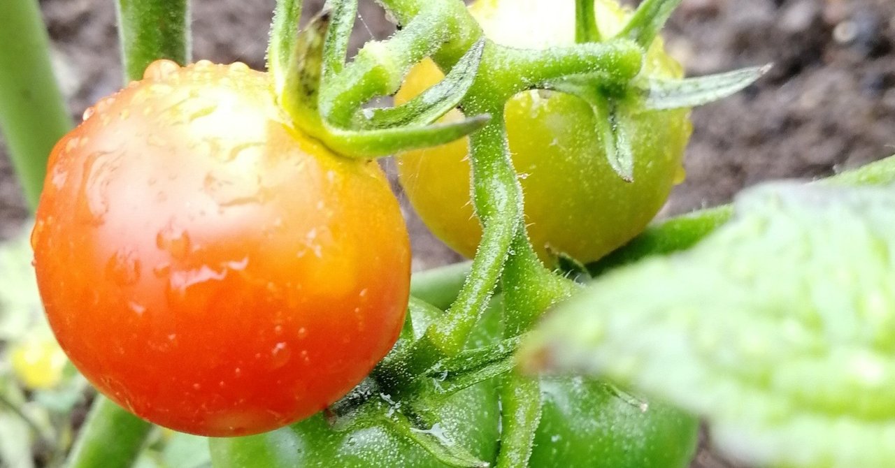 農業用タイベックの使用事例 Gen San Note 農業用タイベックの使用事例 Gen San Note