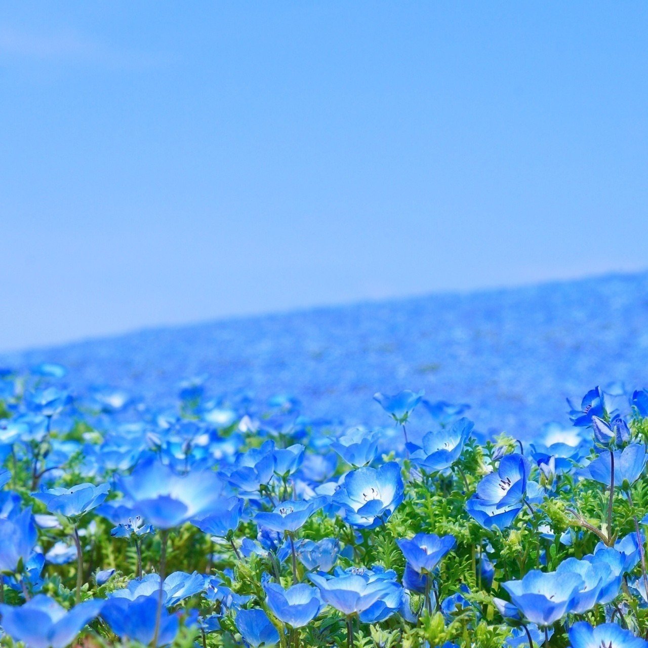 もう何も言うまい ただ 青い カナエナカ Note